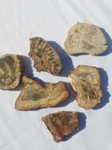 Petrified Wood Pieces